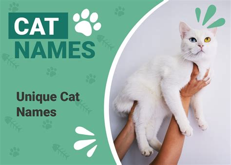 100+ Unique Cat Names: Ideas for Rare & Eclectic .